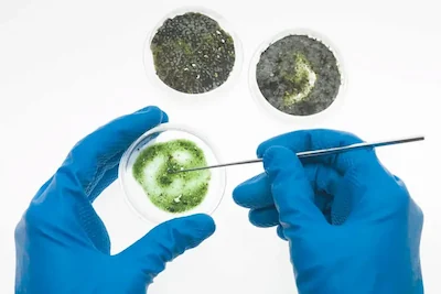 A person in blue gloves tests green algae in a small glass dish for mold and bacteria in the air.