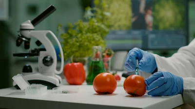 closeup chemist scientist injecting organic tomato with pesticides GMO food testing
