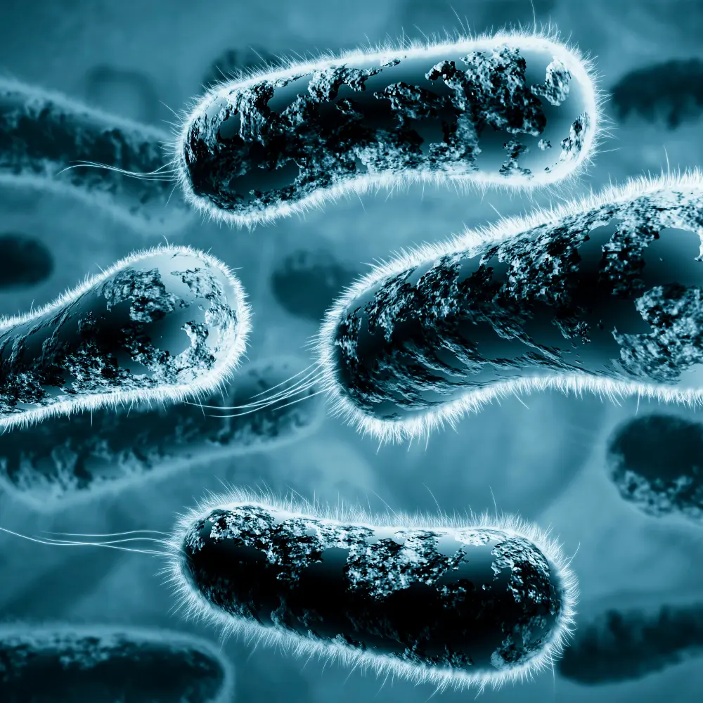 Legionella Monitoring at CVR Labs Chennai