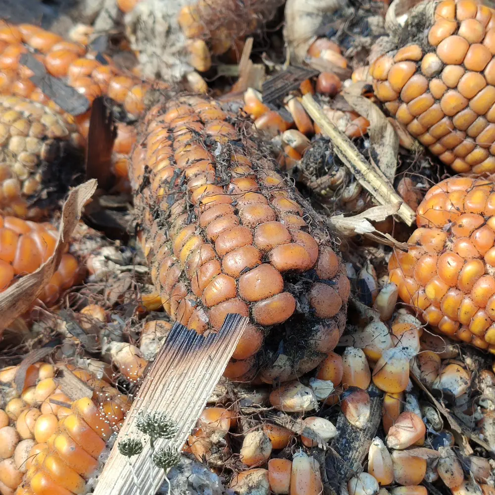 Mycotoxins Testing